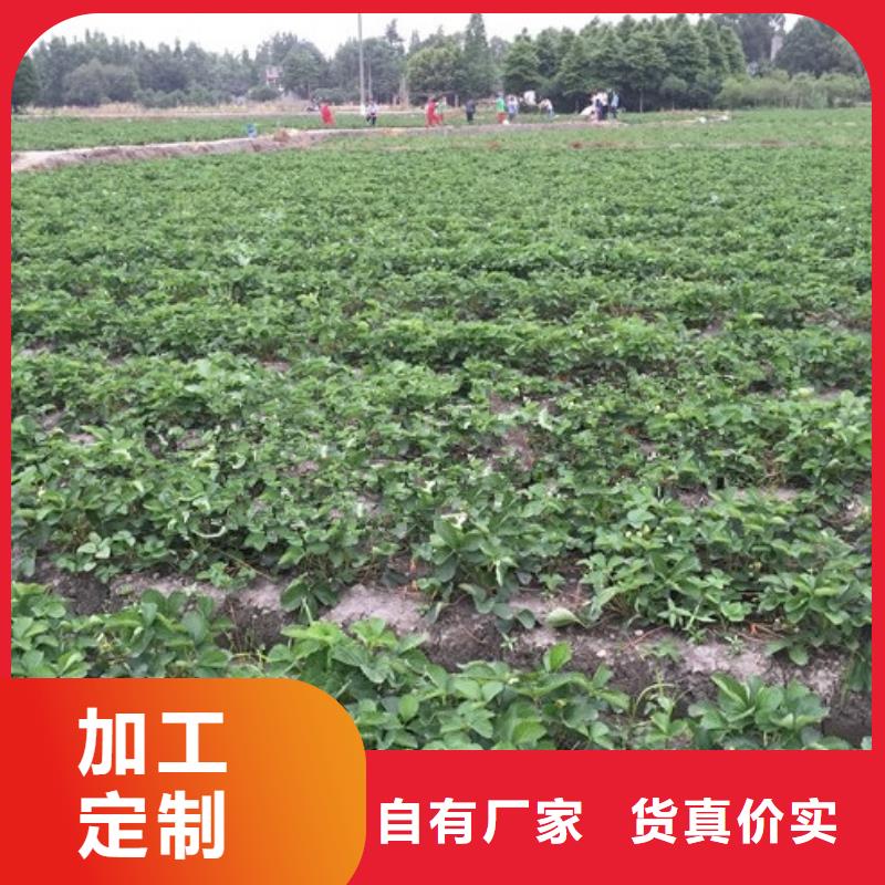 草莓苗_果樹苗批發(fā)基地交貨準時