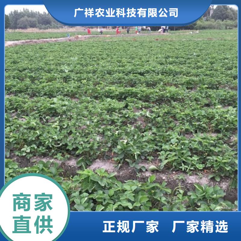 【草莓苗】果樹苗物流配貨上門