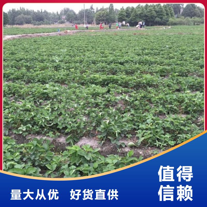 草莓苗蜂糖李子树苗细节决定品质