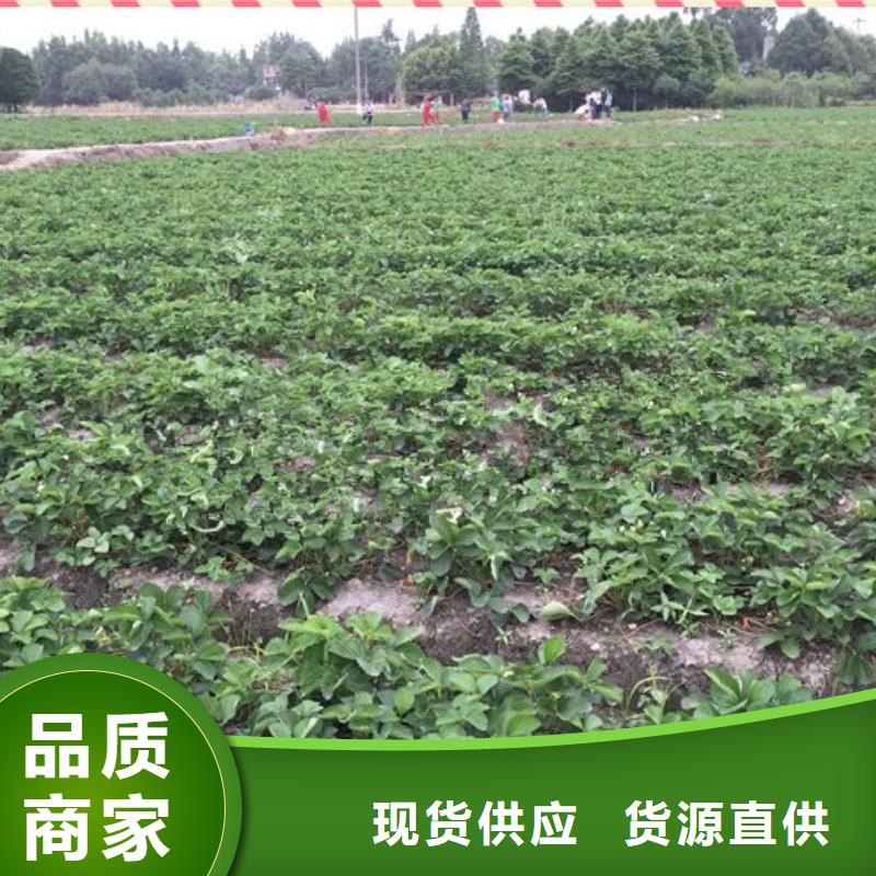 草莓苗苹果苗快速发货