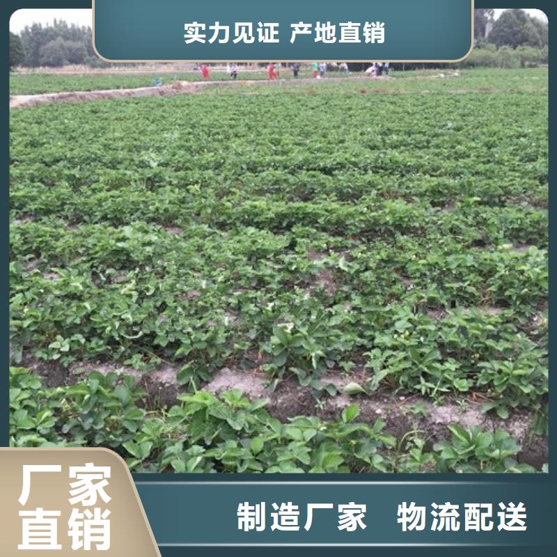 草莓苗毛蟠桃树苗基地工厂价格