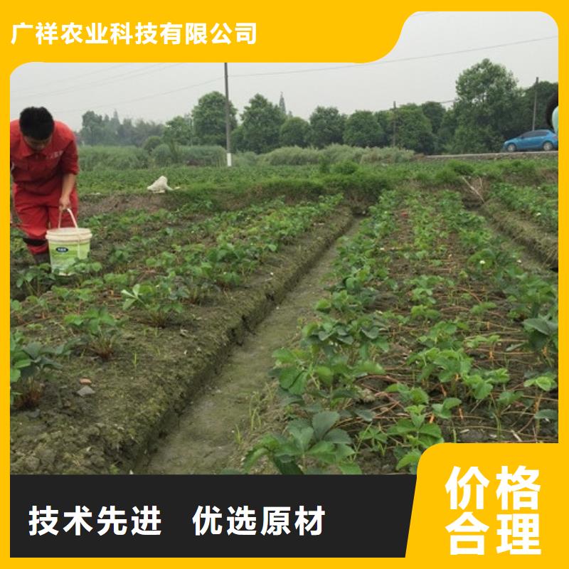 草莓苗白桃树苗定制速度快工期短