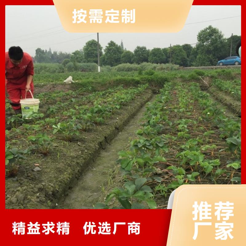 草莓苗-蘋果苗專業(yè)廠家