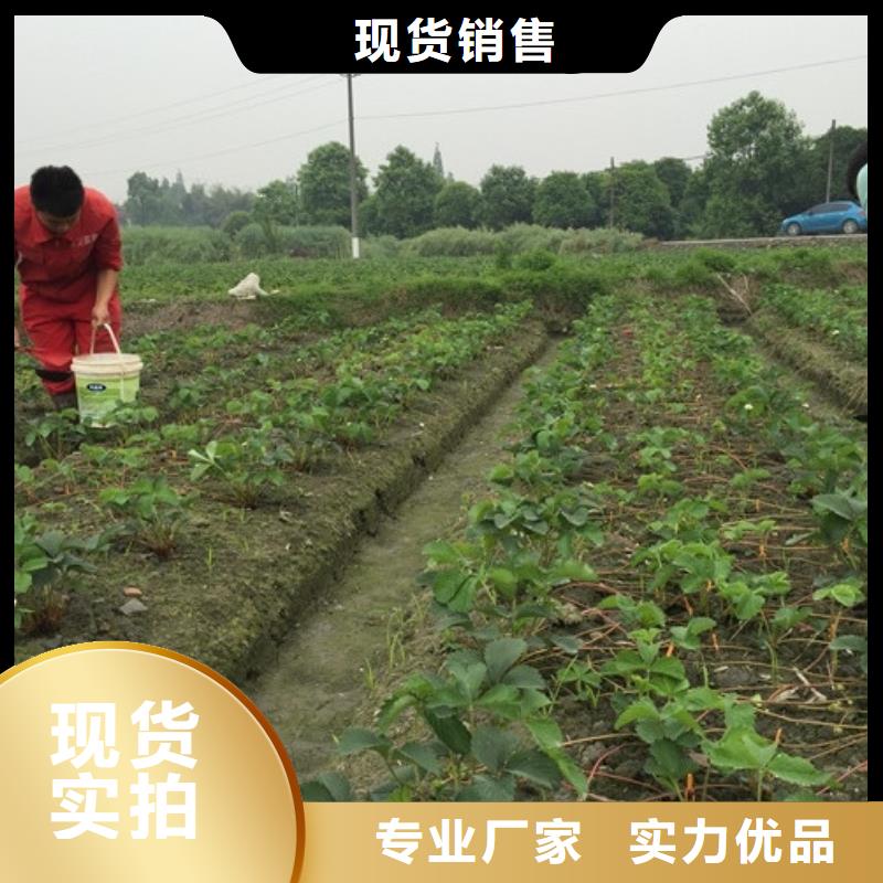 草莓苗红富士苹果树苗当地货源
