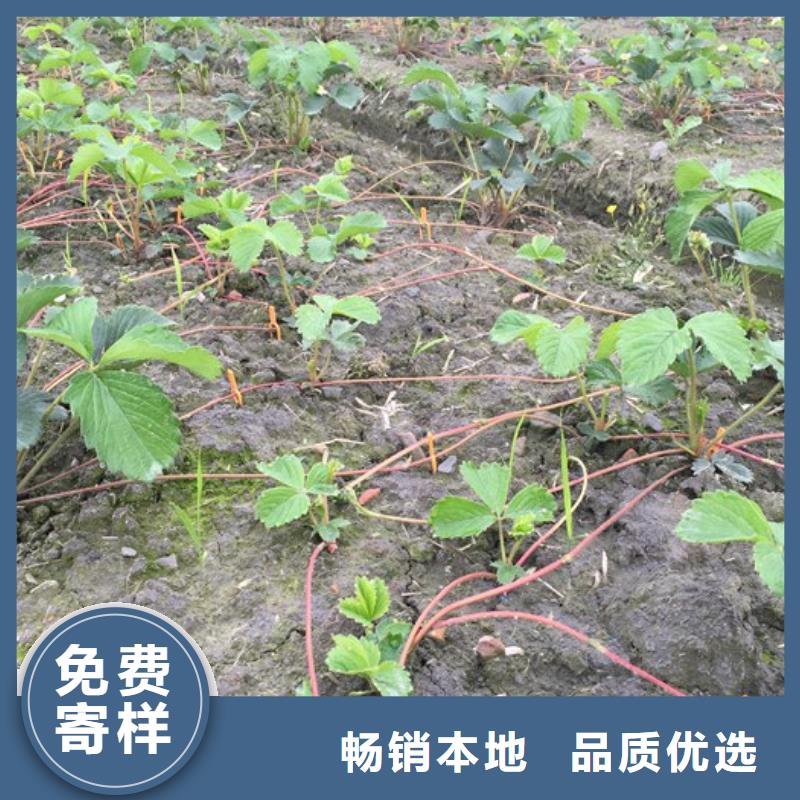 草莓苗-蜂糖李子樹苗暢銷當地
