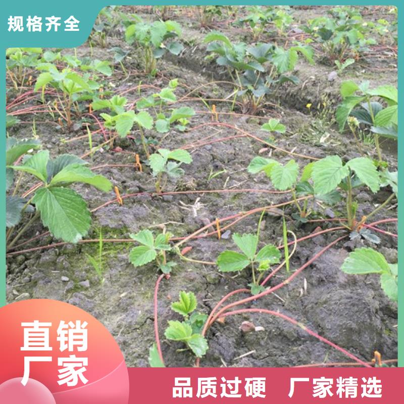 草莓苗梨树苗基地追求品质