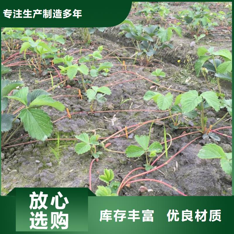 草莓苗-苹果苗批发价格