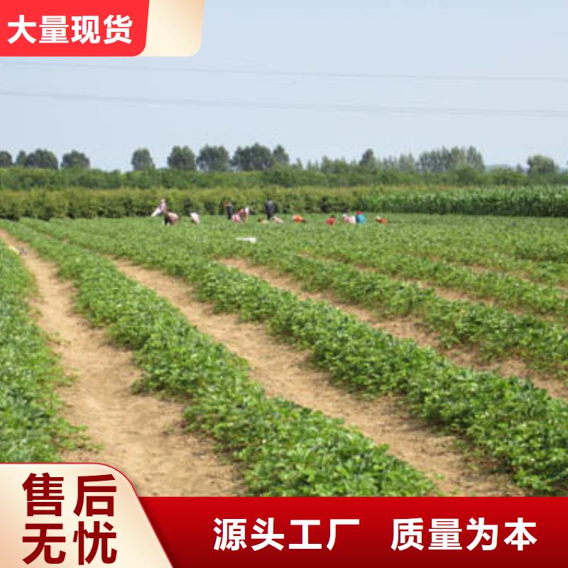 【草莓苗】果樹苗物流配貨上門