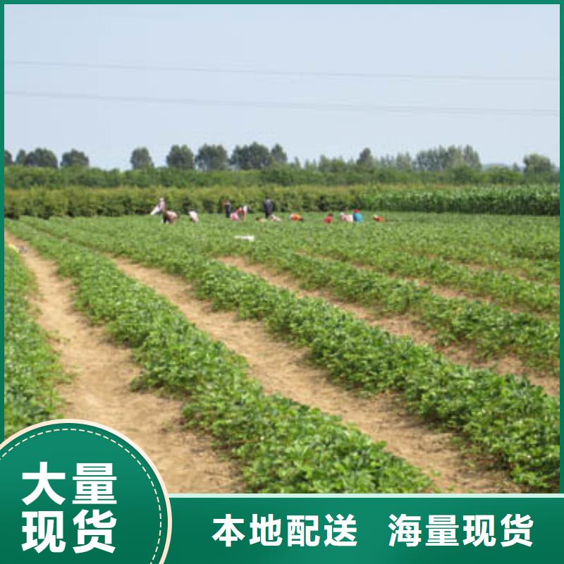 桃树苗视频-贵州省毕节市广祥桃树苗可服务区域黔西|大方|遵义|黔南|安顺|六盘水|铜仁|贵阳等