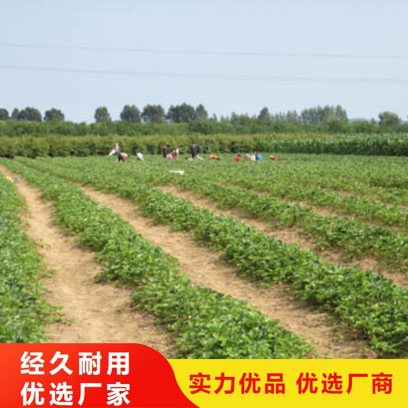 草莓苗艾琳娜西梅樹苗可定制