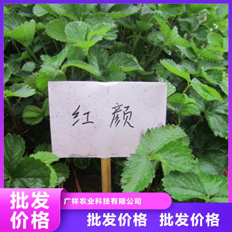 草莓苗-甜柿子樹苗定制銷售售后為一體