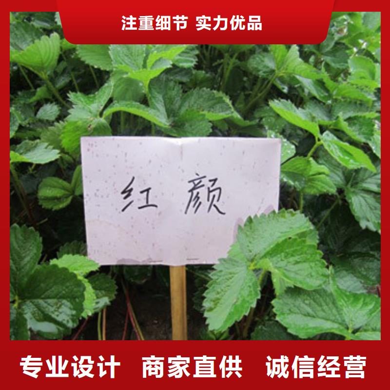 草莓苗大棚草莓苗多行业适用