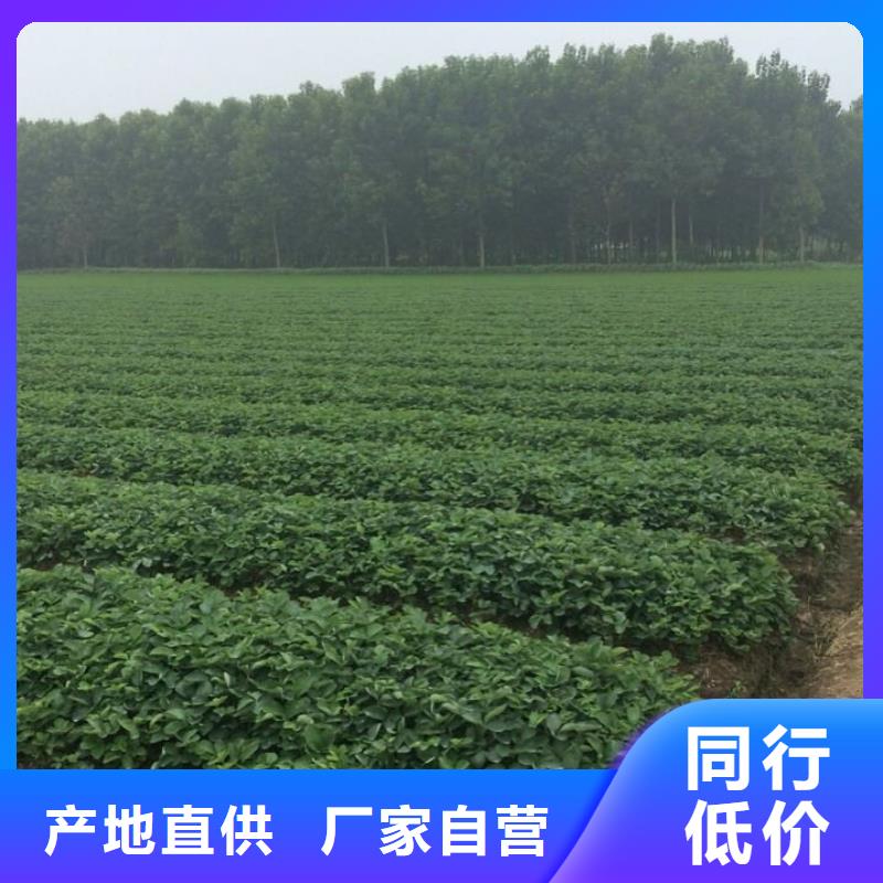 【草莓苗】草莓苗價格定金鎖價