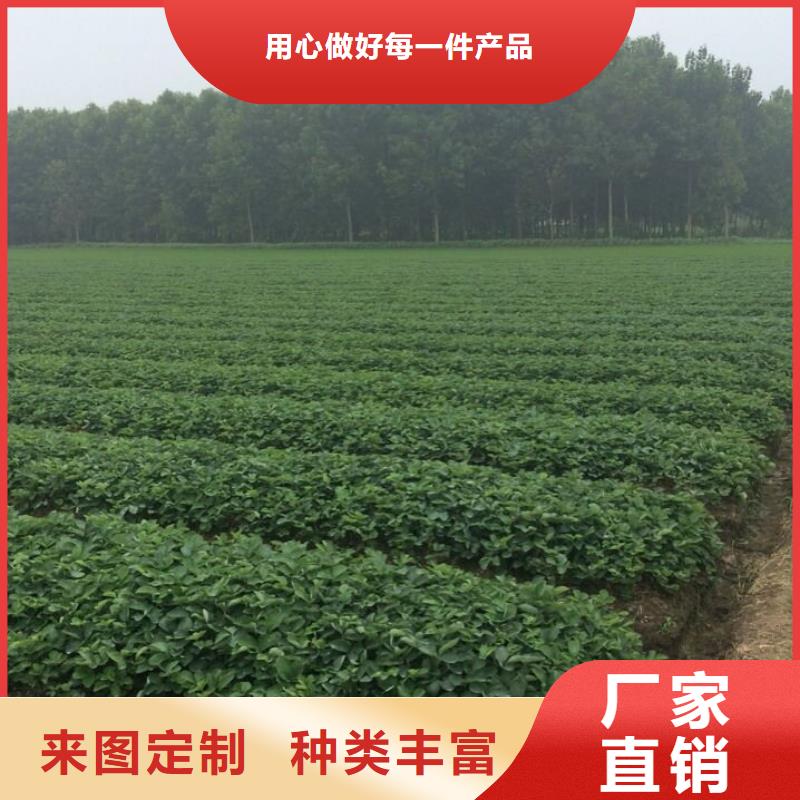 草莓苗_梨树苗按需定制真材实料