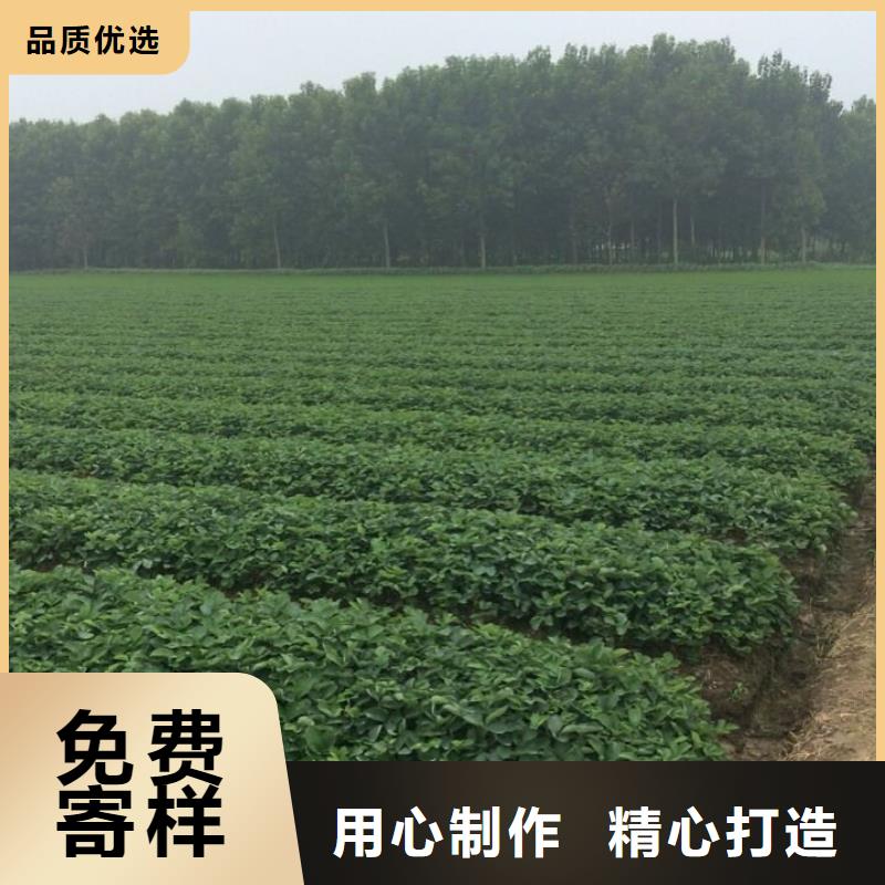 草莓苗_大棚草莓苗顏色尺寸款式定制