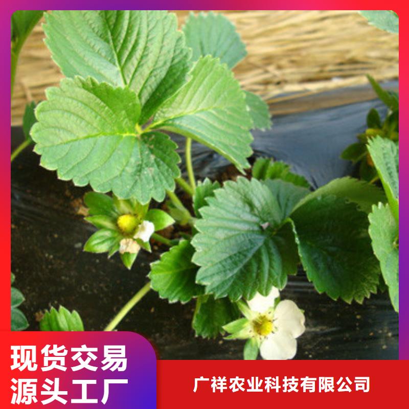 草莓苗油蟠桃树苗真材实料诚信经营