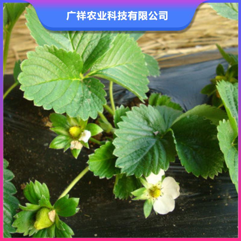 草莓苗-桃樹苗基地廠家技術完善
