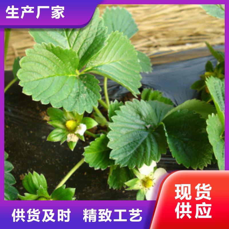 草莓苗-草莓做工細致