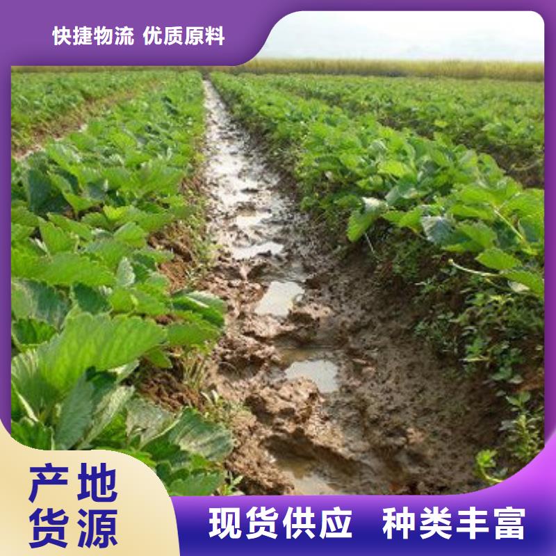 興城紅頰草莓苗低價批發
