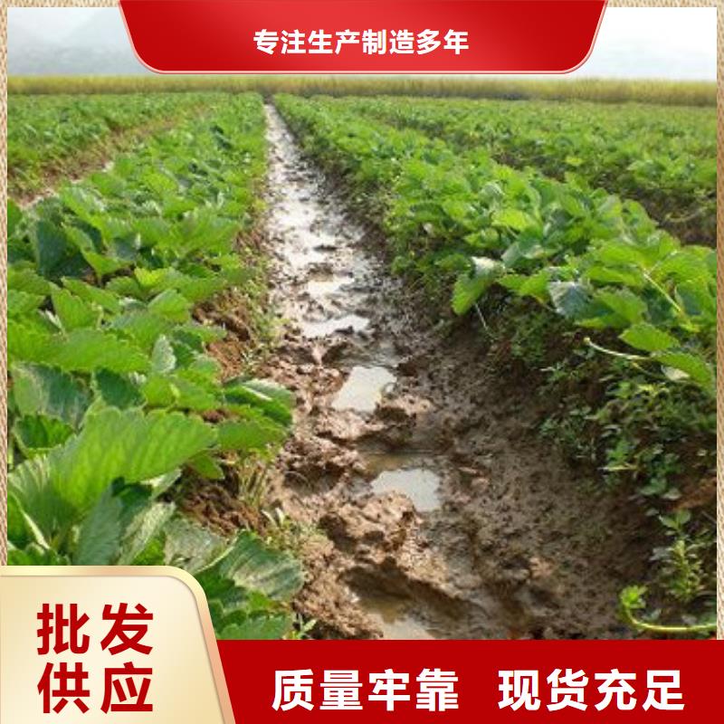 草莓苗_梨树苗按需定制真材实料