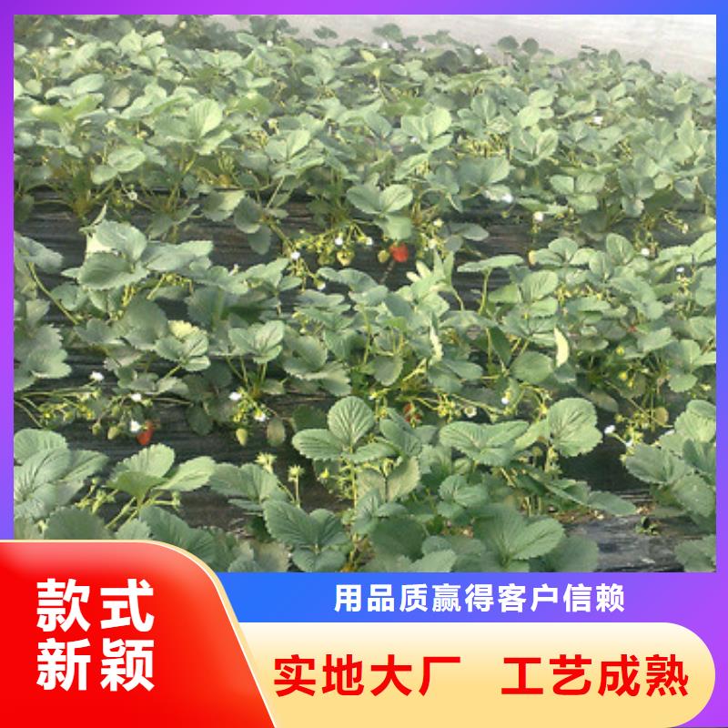 草莓苗 草莓苗價(jià)格工期短發(fā)貨快