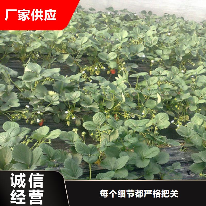 草莓苗梨樹苗顏色尺寸款式定制