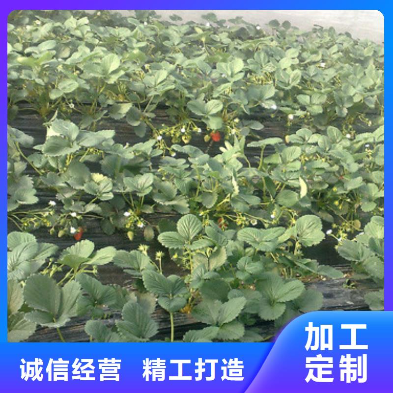 龍港白雪公主草莓苗育苗廠家