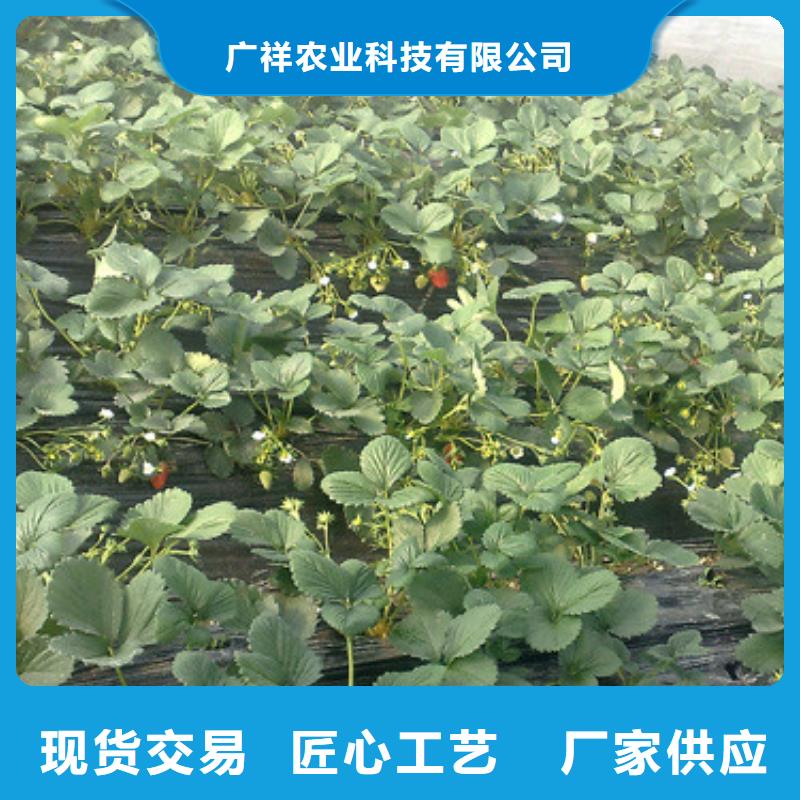 草莓苗大棚草莓苗专业的生产厂家