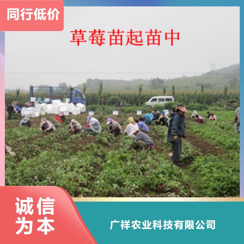 草莓苗梨树苗实力公司