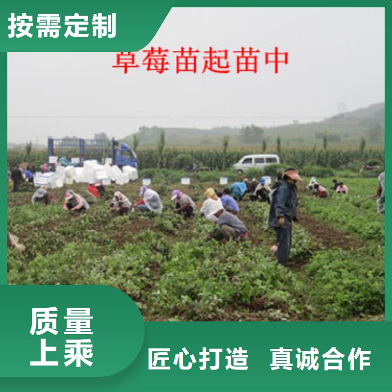 草莓苗葡萄苗基地精品选购