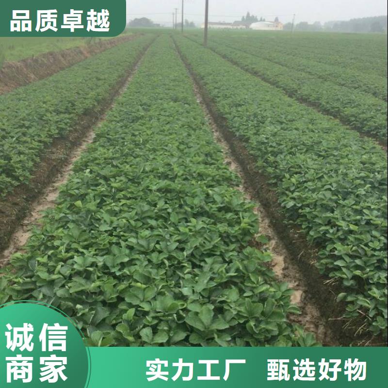 草莓苗陽光玫瑰葡萄樹苗自有生產工廠