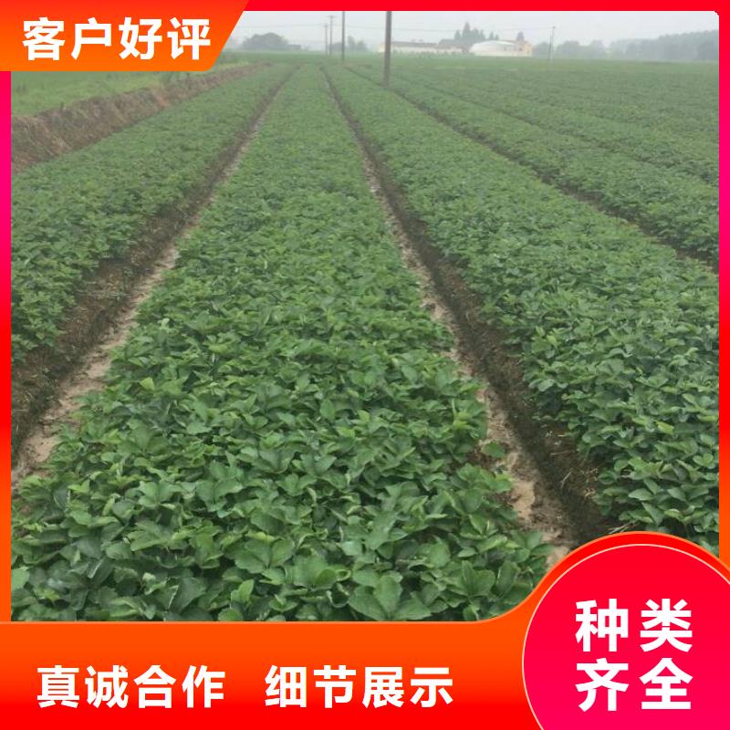 【草莓苗】_草莓苗價格信譽至上
