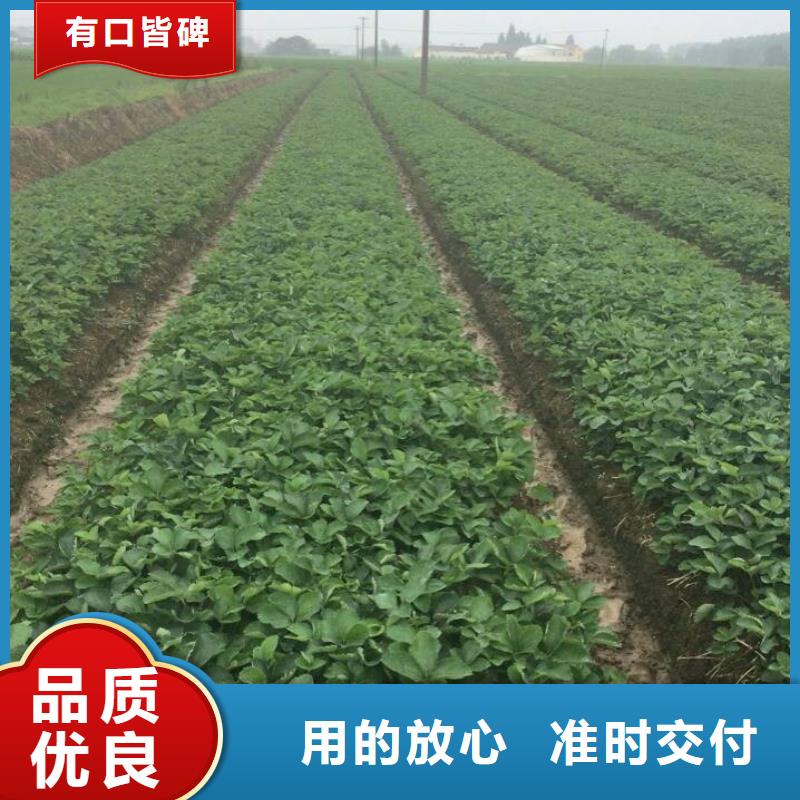 【草莓苗】草莓苗價格定金鎖價