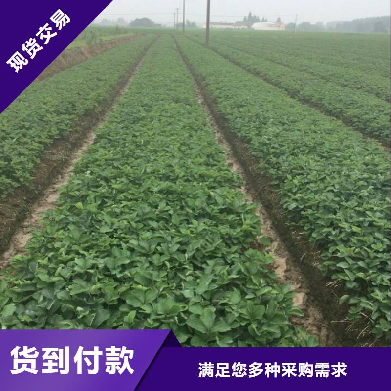草莓苗樱桃苗质保一年