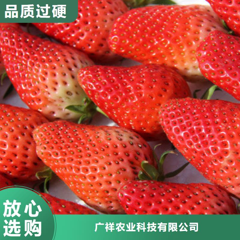 桃树苗视频-桃树苗-广西省贵港市港北|平南|百色|南宁|防城港|梧州【周边】品牌