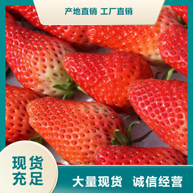 草莓苗香梨樹苗廠家