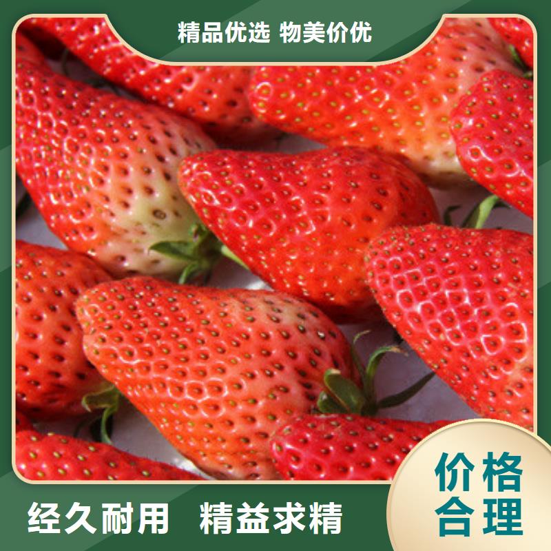 草莓苗红富士苹果树苗当地货源