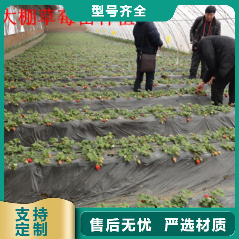 草莓苗草莓苗價格多家倉庫發貨