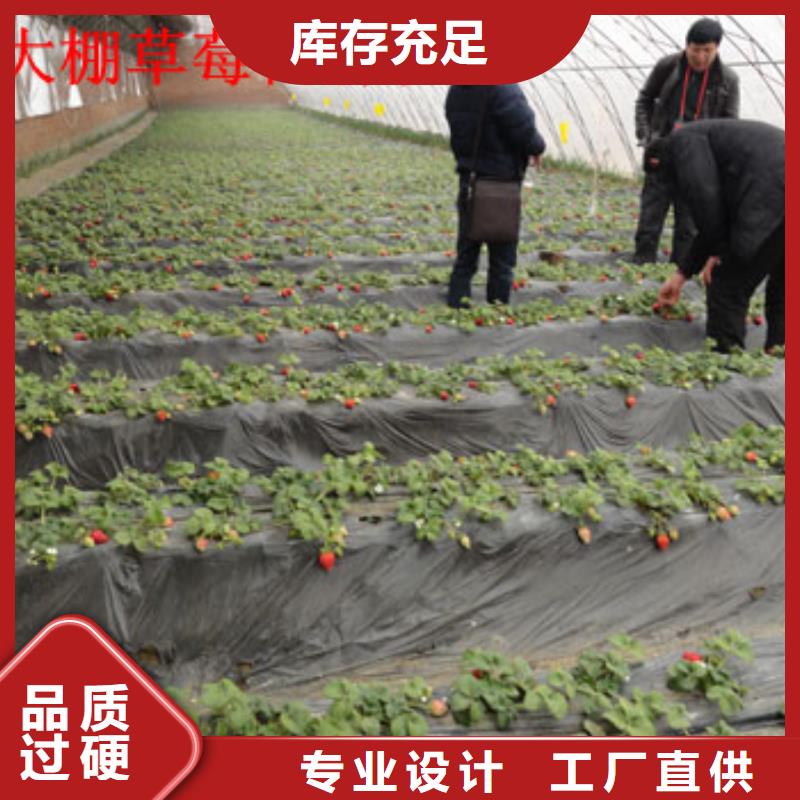 草莓苗大棚草莓苗一站式服务