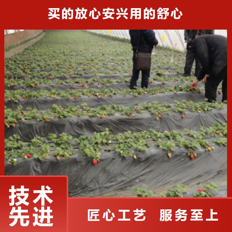 草莓苗天仙醉草莓苗每一处都是匠心制作