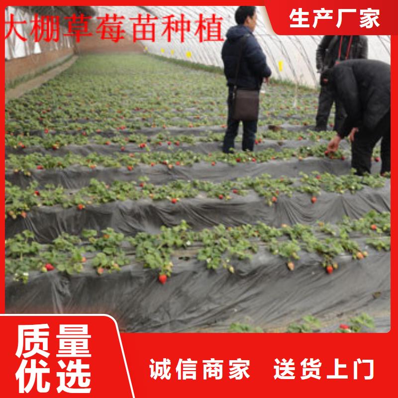 草莓苗-【黑珍珠草莓苗】現貨充裕
