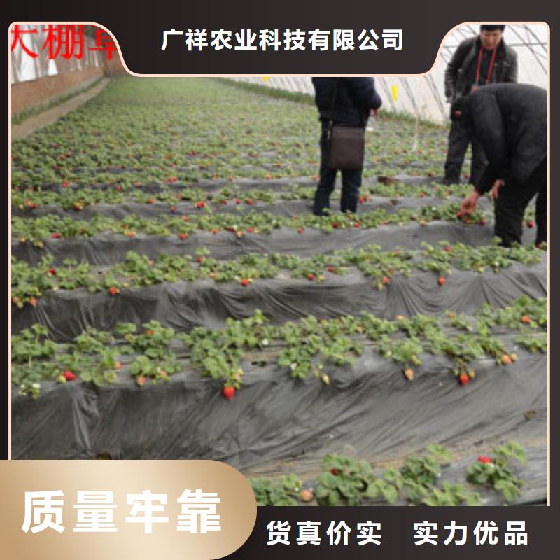 草莓苗【桃樹苗】貨源充足