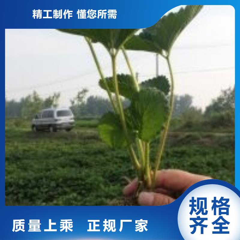 桃树苗视频-桃树苗-广西省贵港市港北|平南|百色|南宁|防城港|梧州【周边】品牌