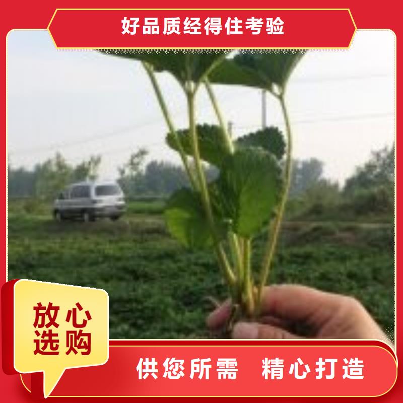 草莓苗苹果苗快速发货