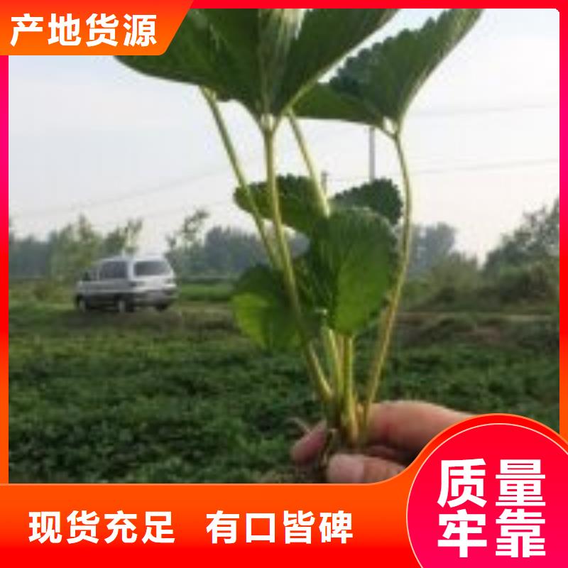 草莓苗藍(lán)寶石葡萄苗真正讓利給買家