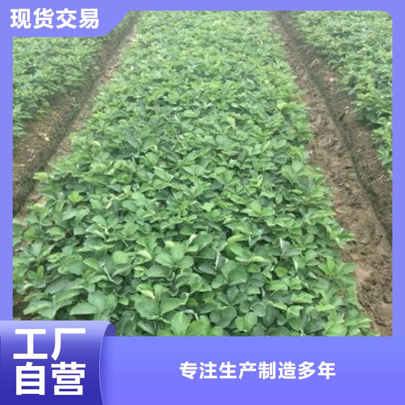 草莓苗桃樹苗多年廠家可靠