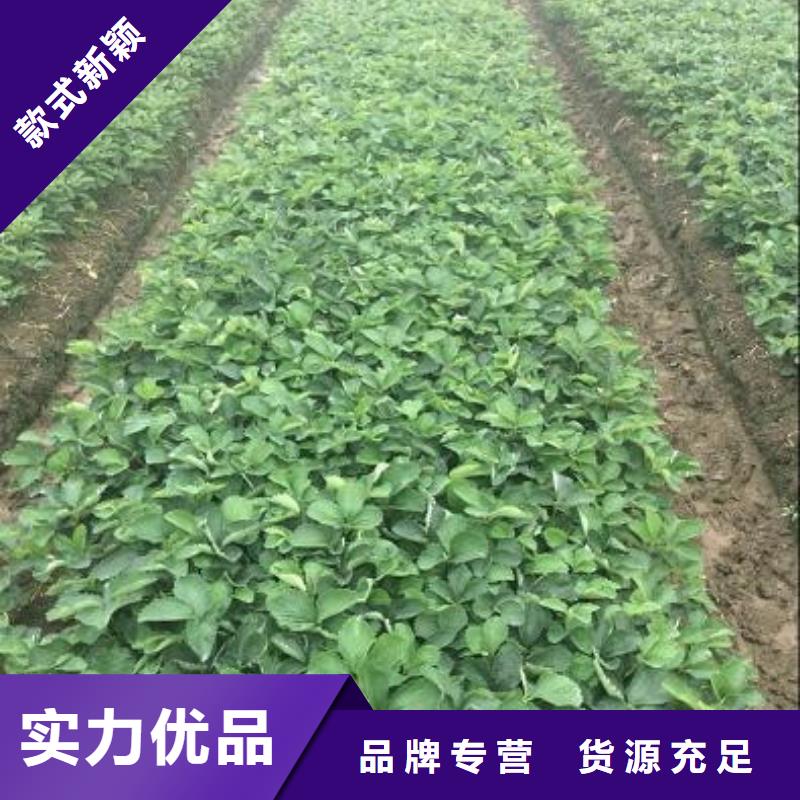 草莓苗大棚草莓苗现货销售