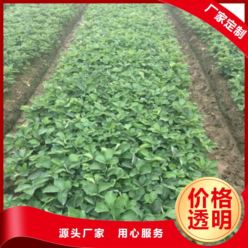 草莓苗梨树苗基地追求品质