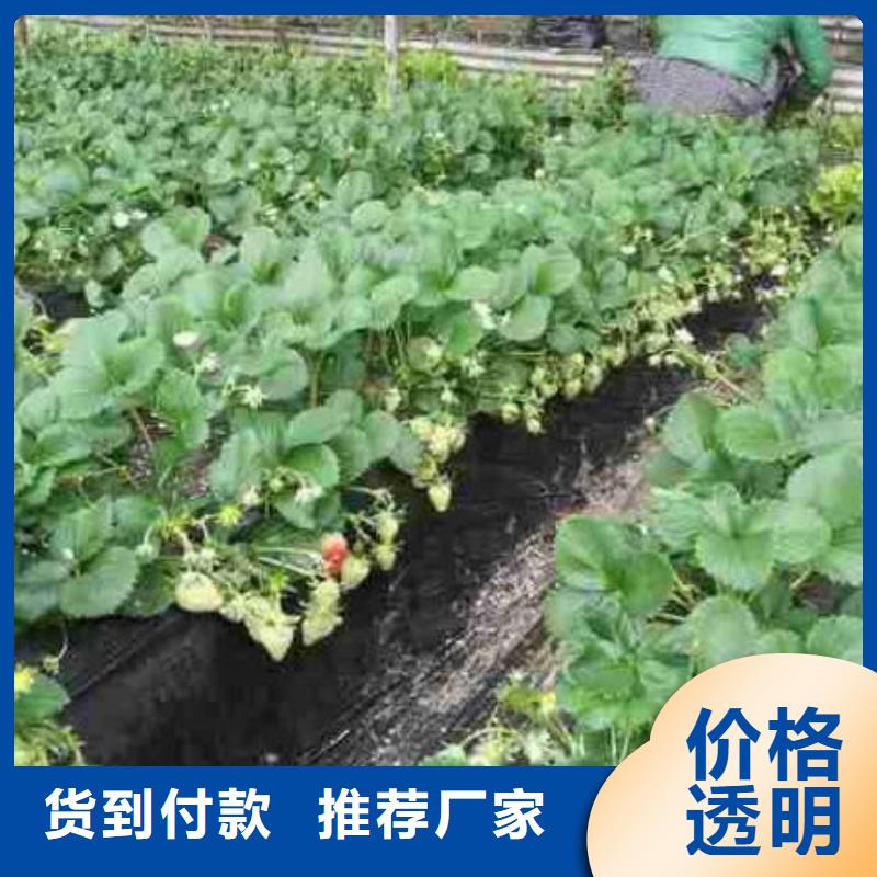 哪里賣妙香草莓苗，妙香草莓苗種植條件