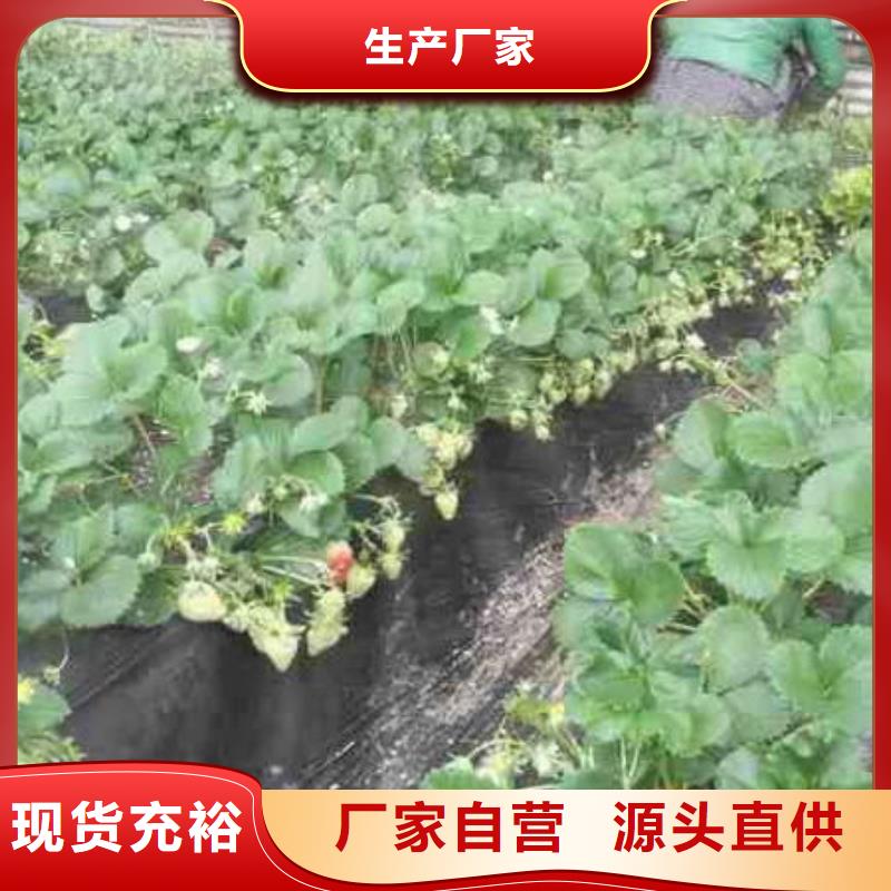 草莓苗-梨樹苗基地實力工廠